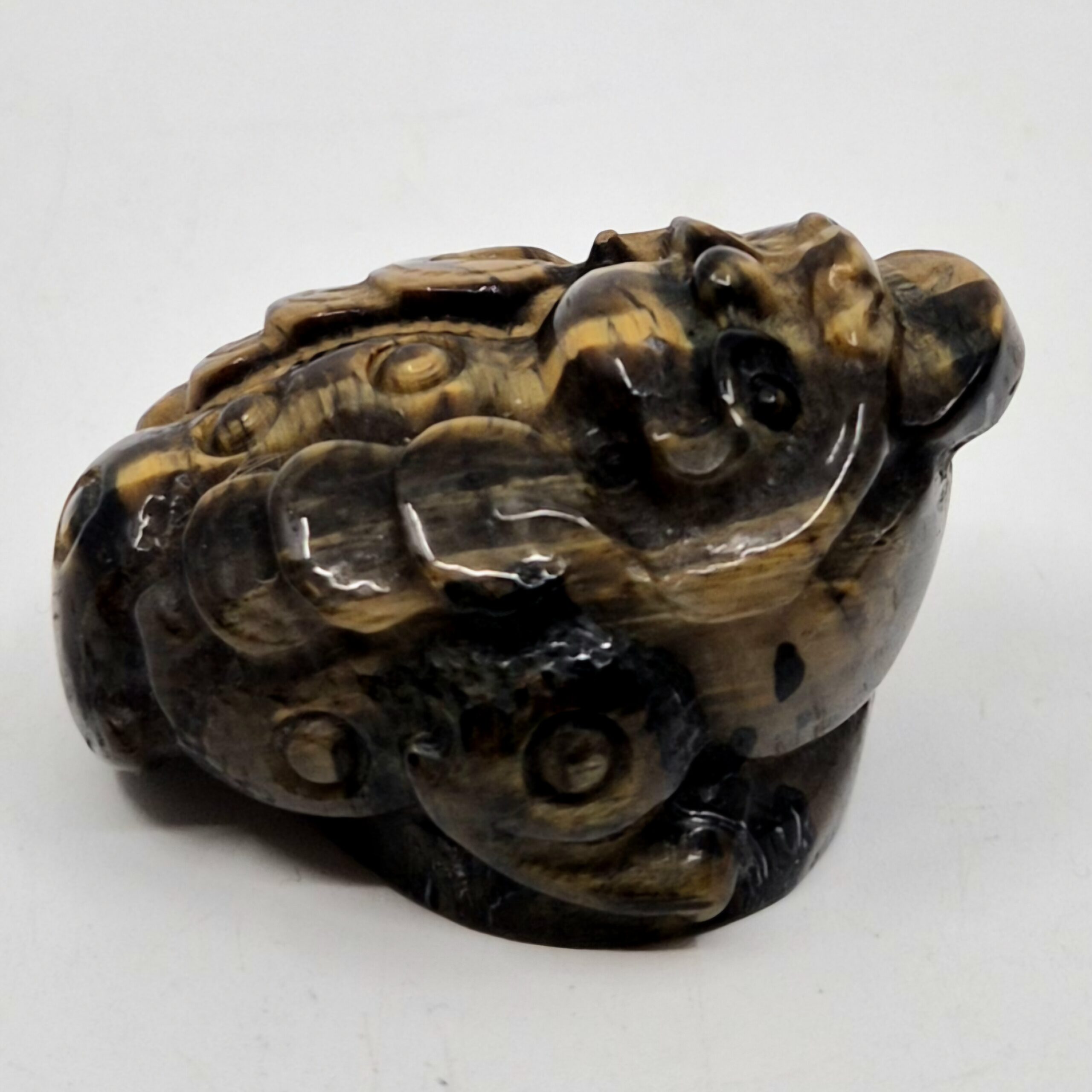 Pengefrosk (moneyfrog) tigerøye